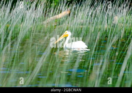 Pelican al Lago dei Bambini nel Parco Provinciale Duck Mountian, Manitoba Foto Stock