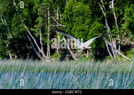 Pelican al lago per bambini nel Duck Mountain Provincial Park, Manitoba, Canada Foto Stock