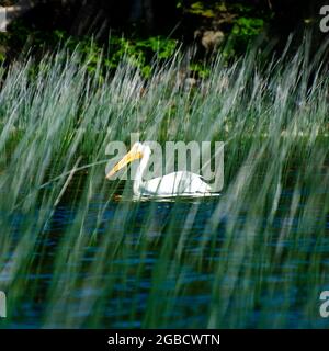 Pelican al lago per bambini nel Duck Mountain Provincial Park, Manitoba, Canada Foto Stock