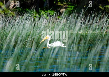 Pelican al lago per bambini nel Duck Mountain Provincial Park, Manitoba, Canada Foto Stock