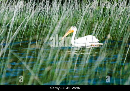 Pelican al lago per bambini nel Duck Mountain Provincial Park, Manitoba, Canada Foto Stock