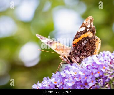 Ammiraglio Rosso, vanessa atalanta, arroccato su buddleja in un giardino britannico, estate 2021 Foto Stock