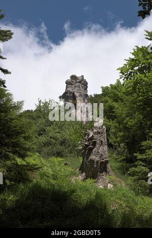 Tronco di albero rotto con funghi davanti alla formazione rocciosa Steinerne Agnes circondato da verde, Bischofswiesen, Baviera, Germania Foto Stock