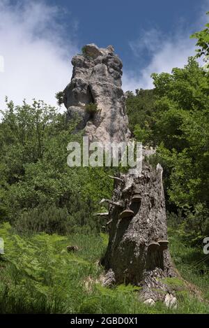 Tronco di albero rotto con funghi davanti alla formazione rocciosa Steinerne Agnes circondato da verde, Bischofswiesen, Baviera, Germania Foto Stock