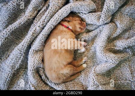 Carino cane dormire su coperta. Puppy purebred di Nuova Scozia anatra Tolling Retriever. Foto Stock