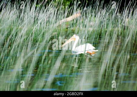 Pelican al lago per bambini nel Duck Mountain Provincial Park, Manitoba, Canada Foto Stock