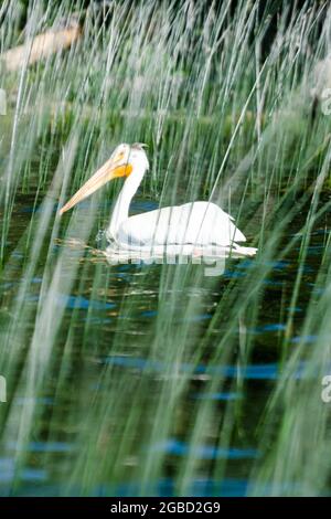 Pelican al lago per bambini nel Duck Mountain Provincial Park, Manitoba, Canada Foto Stock