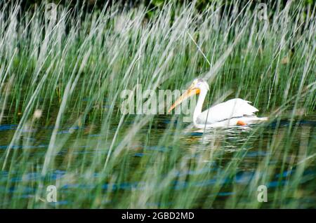 Pelican al lago per bambini nel Duck Mountain Provincial Park, Manitoba, Canada Foto Stock