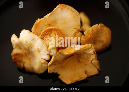 Pfifferlinge - Chanterelle funghi su un tavolo. Foto Stock