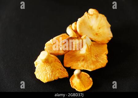 Pfifferlinge - Chanterelle funghi su un tavolo. Foto Stock