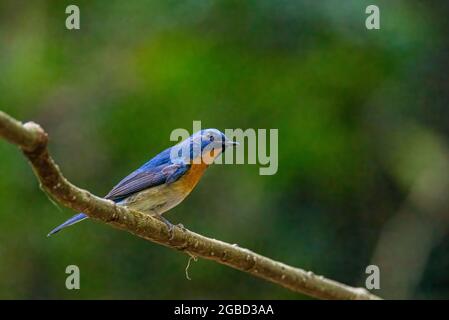 Indochinese Blue Flycatcher, bellissimi uccelli che giocano in acqua e sui rami. Foto Stock