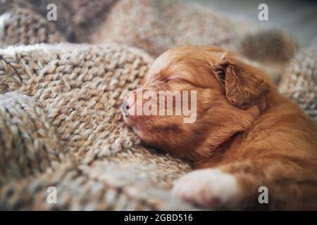 Carino cane dormire su coperta a casa. Puppy purebred di Nuova Scozia anatra Tolling Retriever. Foto Stock