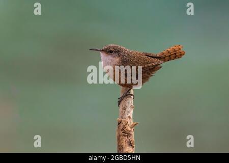 Canyon Wren, Catherpes mexicanus, con il fiume Colorado alle spalle, l'area dei traghetti di Lees della Glen Canyon National Recreation Area, Arizona, USA Foto Stock