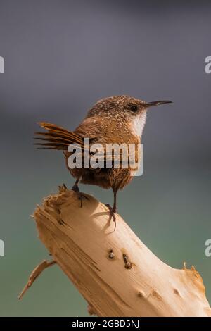 Canyon Wren, Catherpes mexicanus, con il fiume Colorado alle spalle, l'area dei traghetti di Lees della Glen Canyon National Recreation Area, Arizona, USA Foto Stock