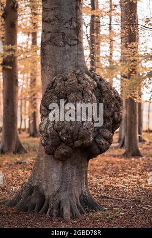 Grande crescita su un tronco di albero Malattia di una corteccia di albero Foto Stock