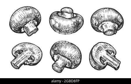 Funghi champignons isolati su sfondo bianco. Illustrazione vettoriale dello schizzo disegnata a mano Illustrazione Vettoriale