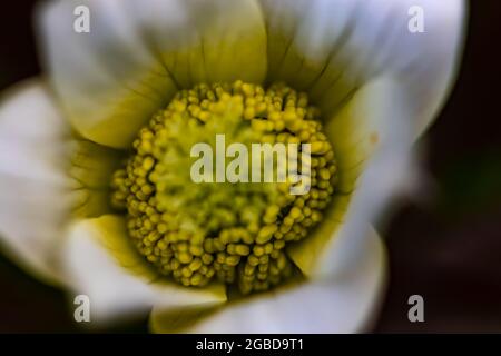 Pulsatilla alpina in montagna Foto Stock