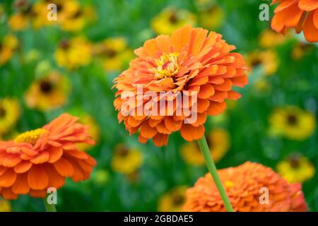 Fiore di Zinnia arancione in letto di fiori Foto Stock