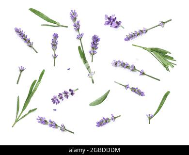 Acquerello raccolta fiori lavanda isolato su sfondo bianco. Disposizione piatta Foto Stock