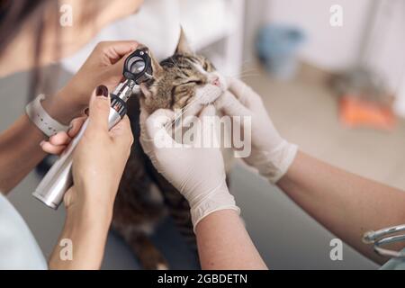 Veterinario guarda in otoscopio che esamina l'orecchio di gatto con in moderno ufficio clinico Foto Stock