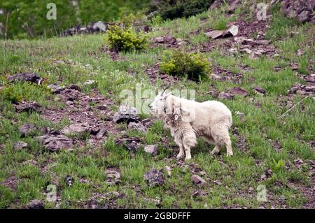 Mountain Goat, Goat Lick Crossing sull'autostrada 2, vicino al Glacier National Park, Montana Foto Stock