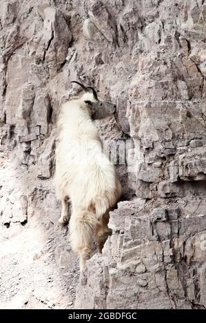 Mountain Goat, Goat Lick Crossing sull'autostrada 2, vicino al Glacier National Park, Montana Foto Stock