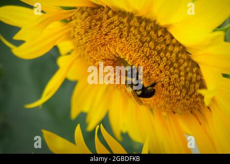 Un'ape bumble lavora sulla raccolta del polline su un girasole. Vista ravvicinata. Foto Stock