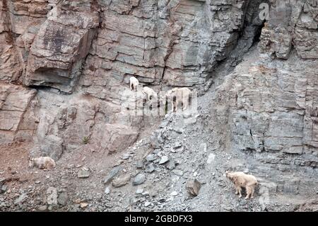 Mountain Goats, Goat Lick Crossing sull'autostrada 2, vicino al Glacier National Park, Montana Foto Stock