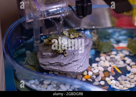 Primo piano di piccoli cursori rossi su una pietra in un acquario Foto Stock