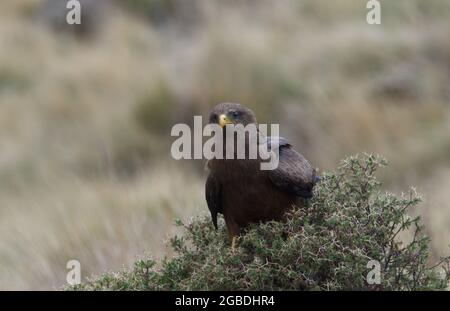 Primo piano ritratto di Tawny Eagle (Aquila rapax) che riposa nel cespuglio Monti Simien, Etiopia. Foto Stock