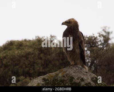 Lato closeup sul profilo ritratto di Tawny Eagle (Aquila rapax) in piedi sulle rocce Simien Montagne, Etiopia. Foto Stock