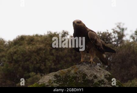 Lato closeup sul profilo ritratto di Tawny Eagle (Aquila rapax) che perching su rocce Simien Montagne, Etiopia. Foto Stock