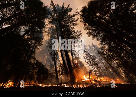 Hayfork, Stati Uniti. 01 agosto 2021. Cedar Trees e altri fogliame bruciano durante il McFarland Wildfire vicino hayfork, CA, il 1 agosto 2021. Il fuoco è stato causato da un fulmine, secondo i funzionari. (Foto di Daniel Brown/Sipa USA) Credit: Sipa USA/Alamy Live News Foto Stock