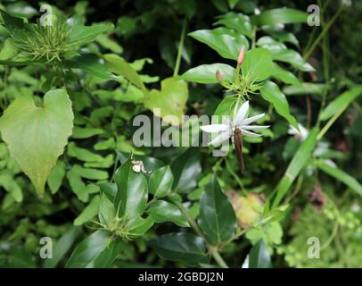 Una piccola farfalla di marca che succhia nettare da un fiore bianco e un ragno bianco con mani sparse su un ramo vicino in attesa di prendere il burro Foto Stock