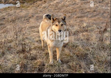 ritratto di un cane randagio con una cicatrice sulla guancia Foto Stock