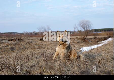 ritratto di un cane randagio con una cicatrice sulla guancia Foto Stock