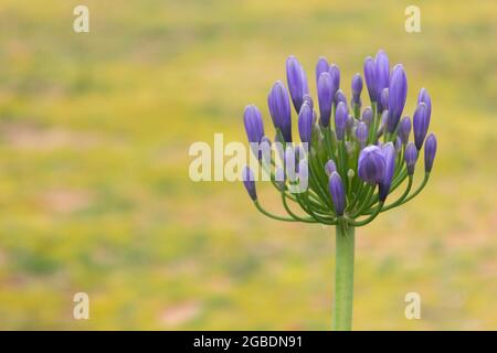 Un unico fiore viola in un campo verde giallo. Foto Stock