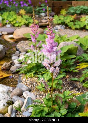 Barba di falsa capra o astilbe cinese, Astilbe chinensis 'pumila', fiorente in giardino, Paesi Bassi Foto Stock