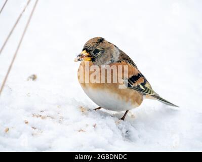 Brambling, Fringilla montifringilla, maschio in inverno piumaggio alimentare semi nella neve, Paesi Bassi Foto Stock