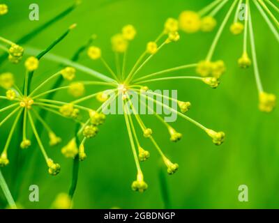 Aneto, Anethum graveolens, primo piano di gemme e fiori di erbe annuali in giardino, Paesi Bassi Foto Stock