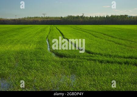 Campo seminato con riso con impronte a terra. Foto Stock