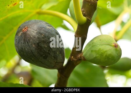 Un fico maturo e un altro verde preparato per la raccolta nel giardino biologico. Foto Stock