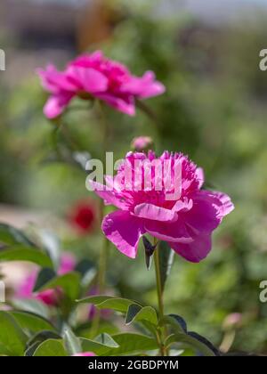 Fiori di Peonia rosa in piedi alti alla luce del sole Foto Stock