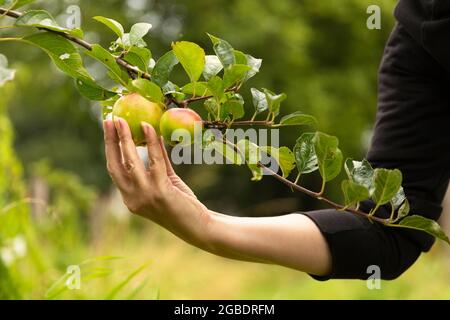 Mano di Womans che raccoglie una mela fresca matura da un albero di mele injouryig il suo stile di vita vegan sano mentre è circondato da verde e alberi su un sole Foto Stock