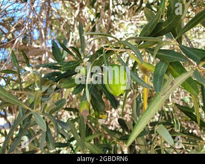 Diverse olive verdi di grandi dimensioni su un ramo di alberi. La frutta è grande e maturerà presto nel caldo sole estivo. Foto Stock