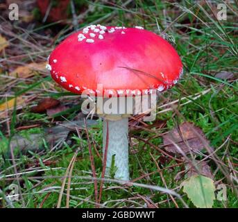 Fungo velenoso rosso con puntini bianchi nei boschi. Un chiaro segno di autunno Foto Stock