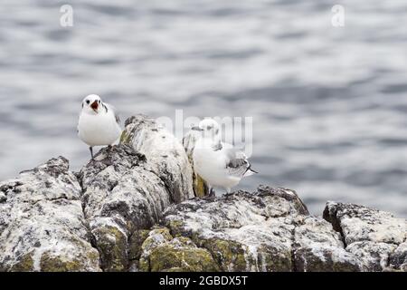 Kittiwakes giovanile che pendono sulle scogliere sull'isola di maggio - Scozia, Regno Unito Foto Stock