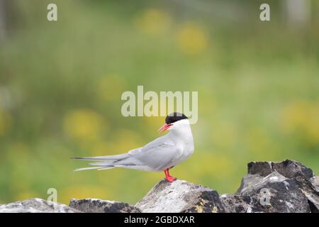 Tern Artico sull'isola di maggio in Scozia Foto Stock