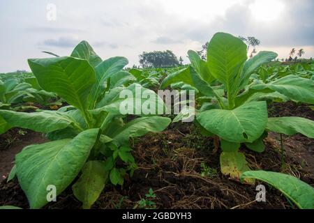 Nicotiana tabacum Foto Stock