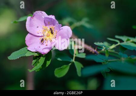 La prateria selvaggia rosa con insetti che raccolgono polline Foto Stock